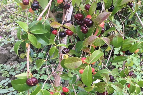レンタル農場・新里いきいき農園