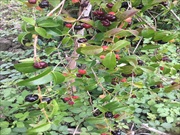 レンタル農場・新里いきいき農園