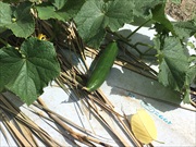 レンタル農場・新里いきいき農園