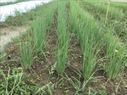 レンタル農場・新里いきいき農園