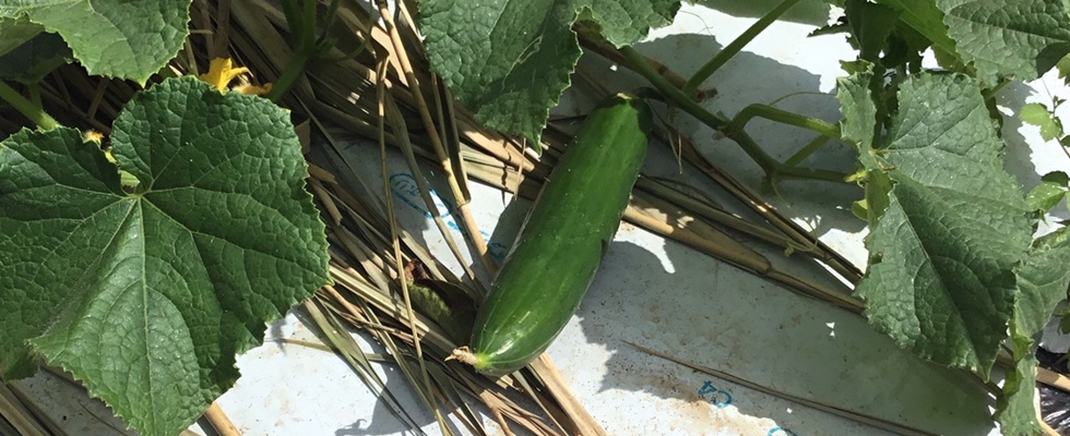 レンタル農場・新里いきいき農園