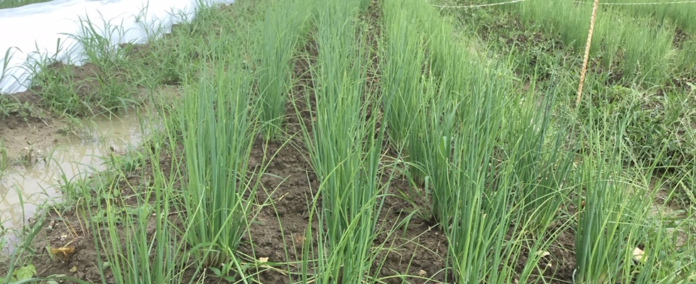 レンタル農場・新里いきいき農園