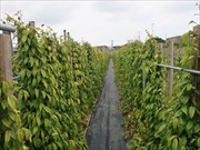 就労継続支援事業所かすりくらぶ