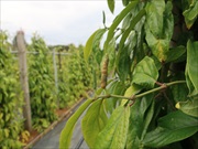 就労継続支援事業所かすりくらぶ