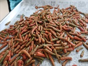 就労継続支援事業所かすりくらぶ