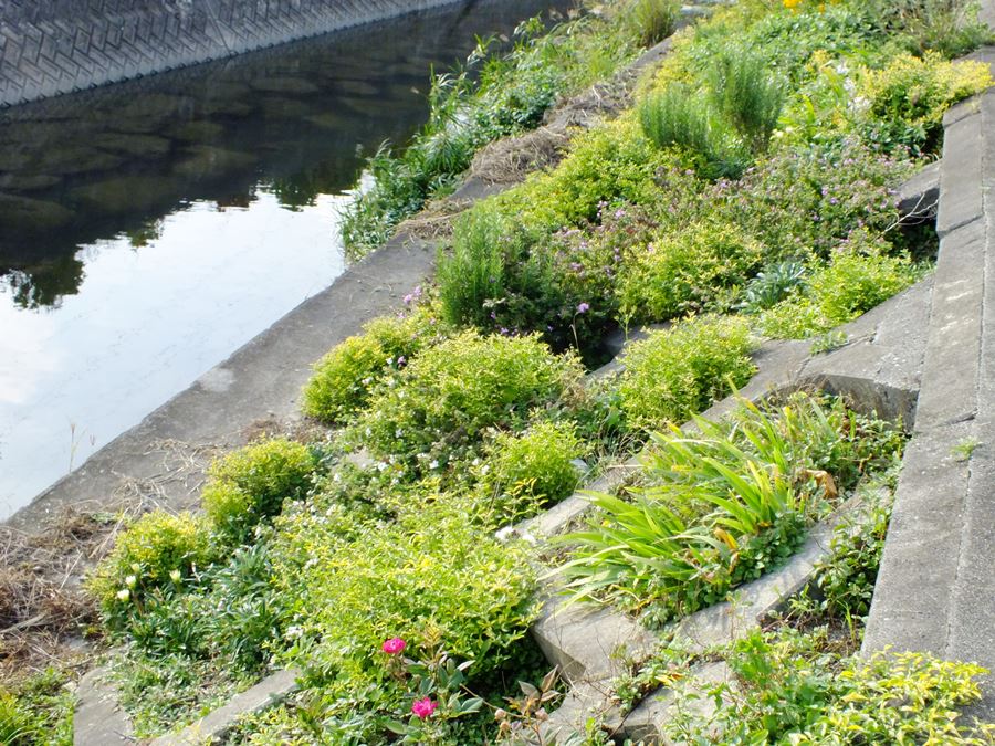 八重瀬町友寄の餃子のお店川のすばぁ