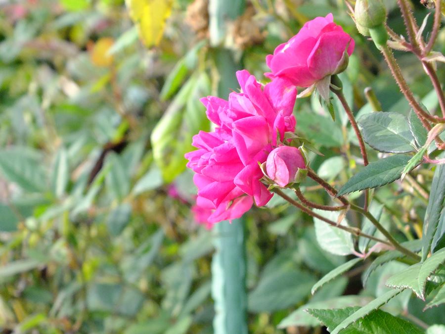 八重瀬町友寄の餃子のお店川のすばぁ