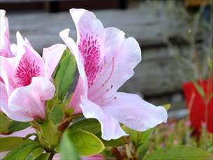 八重瀬町友寄の餃子のお店川のすばぁ