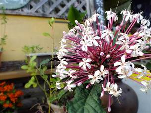 八重瀬町友寄の餃子のお店川のすばぁ