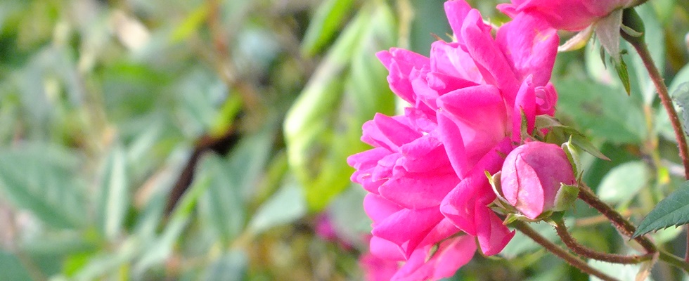 八重瀬町の餃子のお店川のすばぁ６