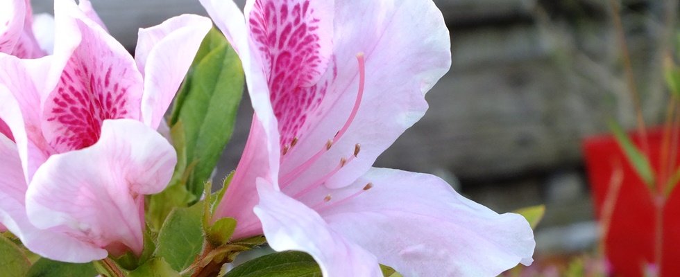 八重瀬町の餃子のお店川のすばぁ９
