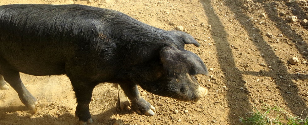 八重瀬町南国亭アグー豚の美味しいお店７