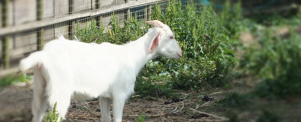 八重瀬町南国亭アグー豚の美味しいお店１２