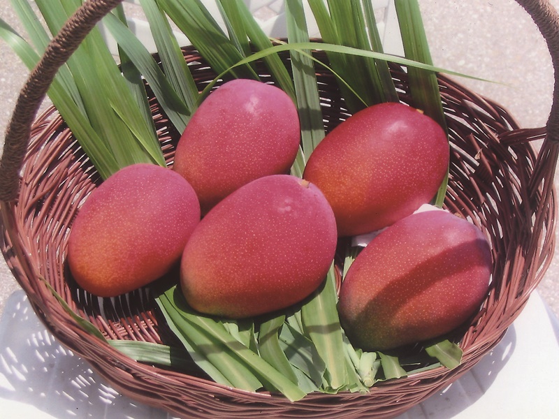 沖縄県今帰仁村大城マンゴー園