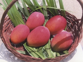 沖縄県今帰仁村大城マンゴー園