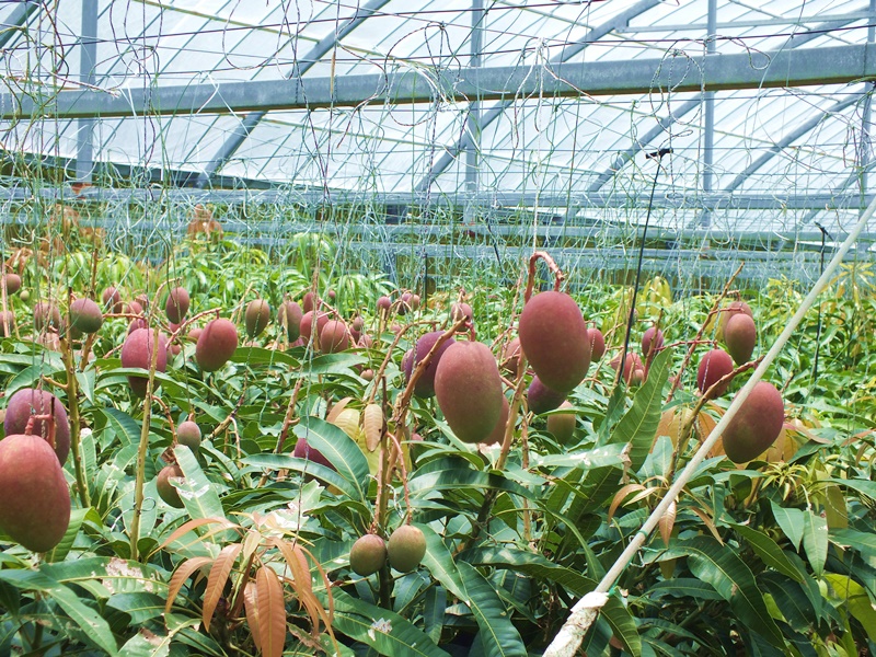 沖縄県今帰仁村大城マンゴー園