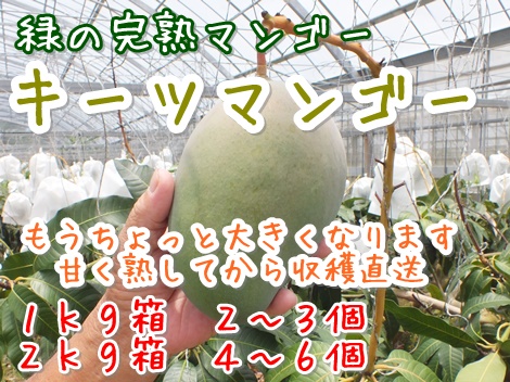 大城マンゴー園キーツマンゴー
