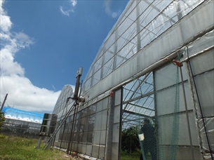 沖縄県今帰仁村大城マンゴー園