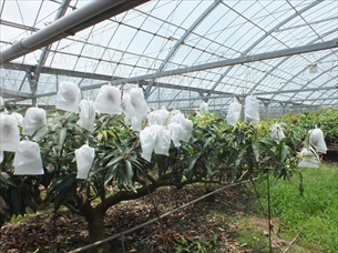 沖縄県今帰仁村大城マンゴー園