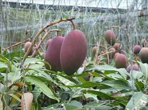 沖縄県今帰仁村大城マンゴー園