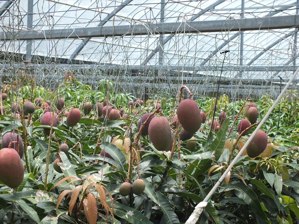 沖縄県今帰仁村大城マンゴー園