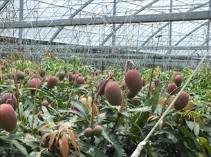 沖縄県今帰仁村大城マンゴー園