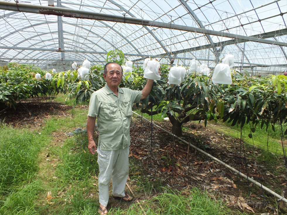 沖縄県今帰仁村大城マンゴー園