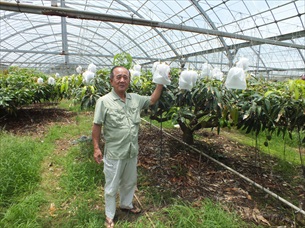 沖縄県今帰仁村大城マンゴー園