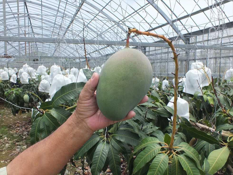 沖縄県今帰仁村大城マンゴー園