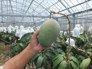 沖縄県今帰仁村大城マンゴー園