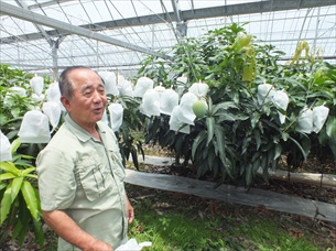 沖縄県今帰仁村大城マンゴー園