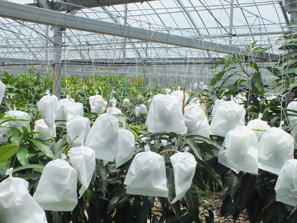 沖縄県今帰仁村大城マンゴー園