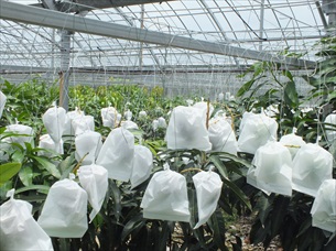 沖縄県今帰仁村大城マンゴー園