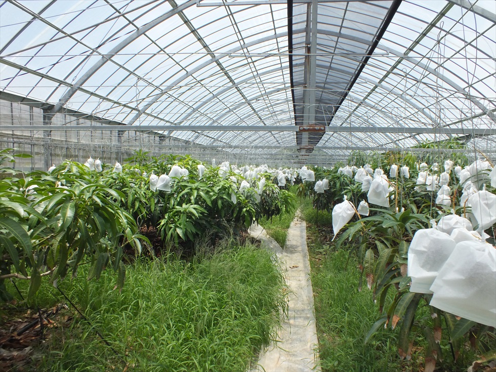 沖縄県今帰仁村大城マンゴー園