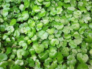 植生基盤材ベストバーク（吹き付け工事用）